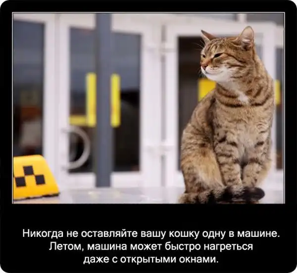 Про кошек Про кошек