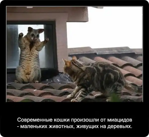 Про кошек Про кошек