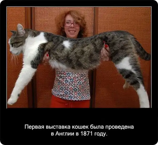 Про кошек Про кошек