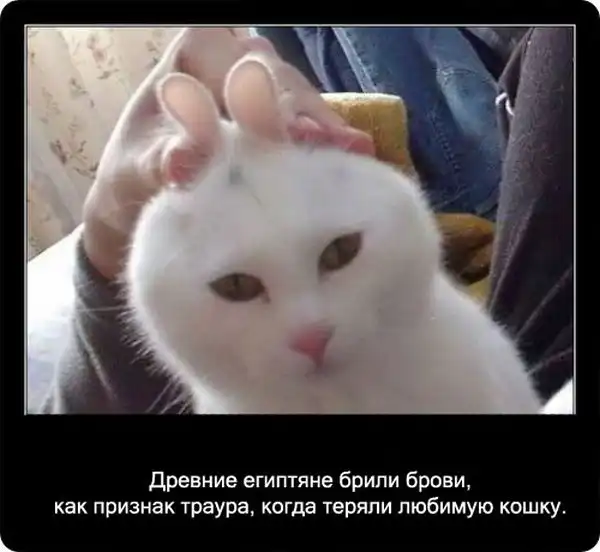 Про кошек Про кошек