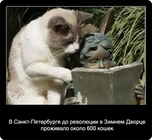 Про кошек Про кошек