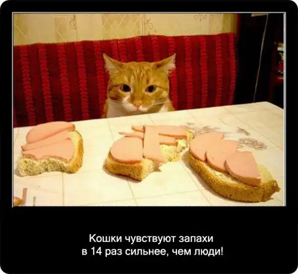 Про кошек Про кошек
