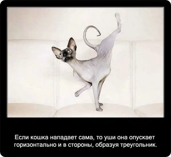 Про кошек Про кошек