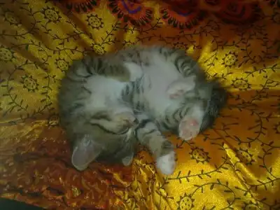 Котенок ищет дом Котенок ищет дом