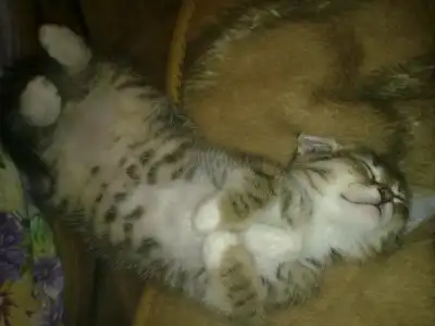 Котенок ищет дом Котенок ищет дом