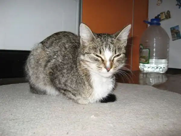 Коша в ошейнике