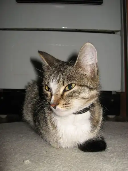 Коша в ошейнике