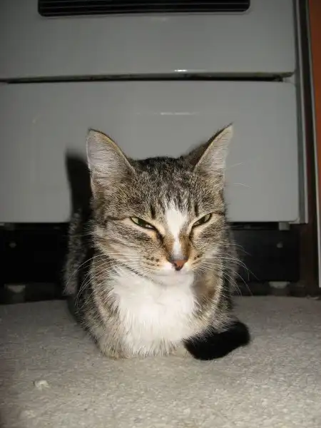 Коша в ошейнике