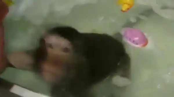 Домашний зоопарк