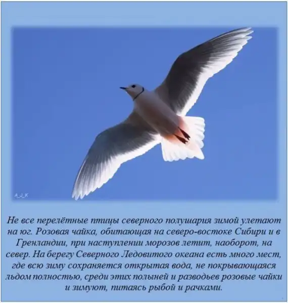 Факты обо всем на свете