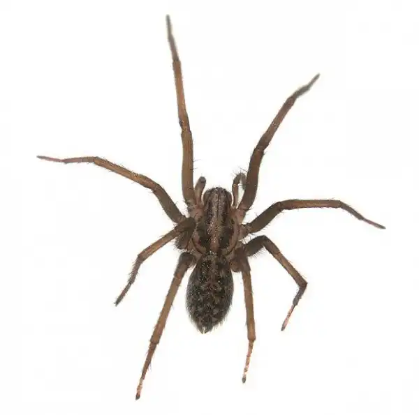 "Безобидный  " укус домового  паука