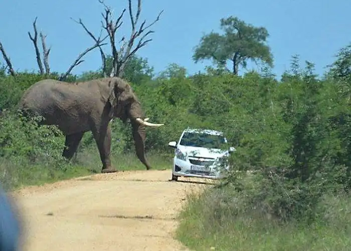 Слон, который ненавидит автомобили