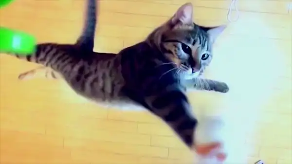 Прыгающий на два метра кот покорил Интернет