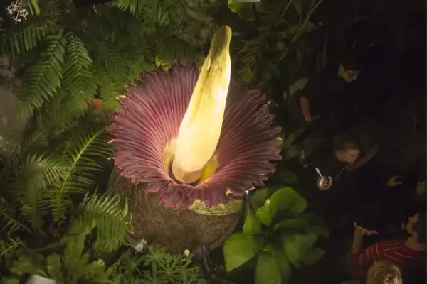 Самый большой в мире цветок
