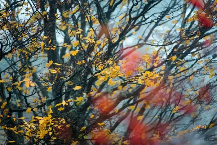 Очень красивые фотографии. Осень в Крыму и Карпатах