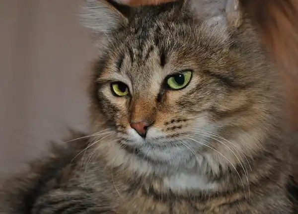 Отдам в хорошие руки кота Стёпу Отдам в хорошие руки кота Стёпу