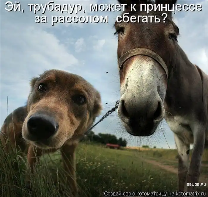 Лучшие котоматрицы недели Лучшие котоматрицы недели