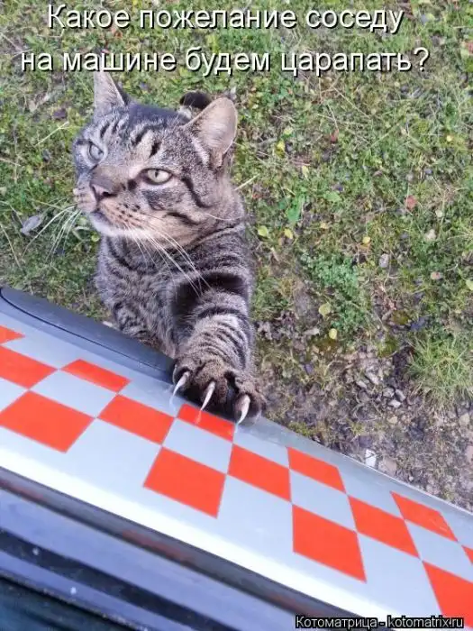 Лучшие котоматрицы недели Лучшие котоматрицы недели