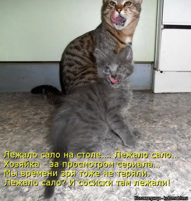 Лучшие котоматрицы недели Лучшие котоматрицы недели