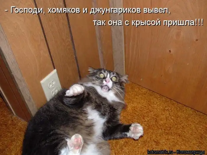 Лучшие котоматрицы недели Лучшие котоматрицы недели