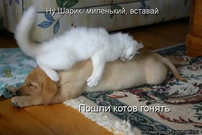 Лучшие котоматрицы недели Лучшие котоматрицы недели