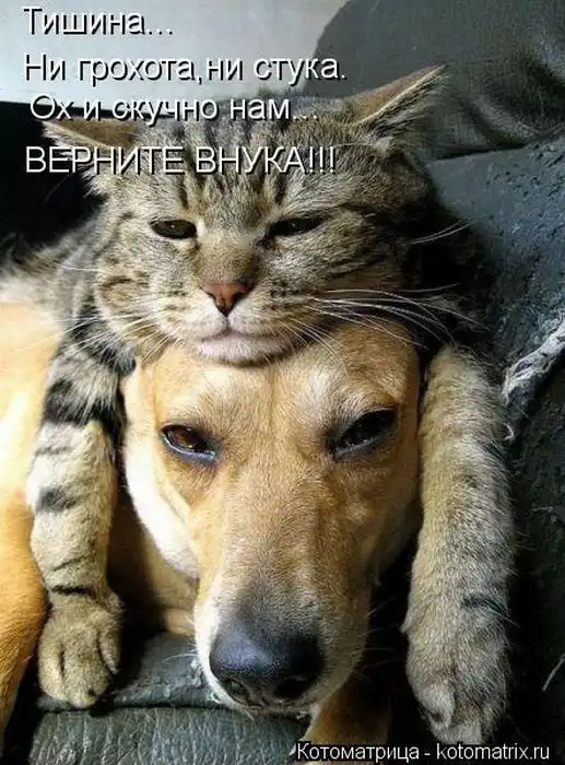 Лучшие котоматрицы недели Лучшие котоматрицы недели