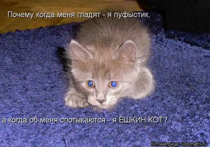 Лучшие котоматрицы недели Лучшие котоматрицы недели