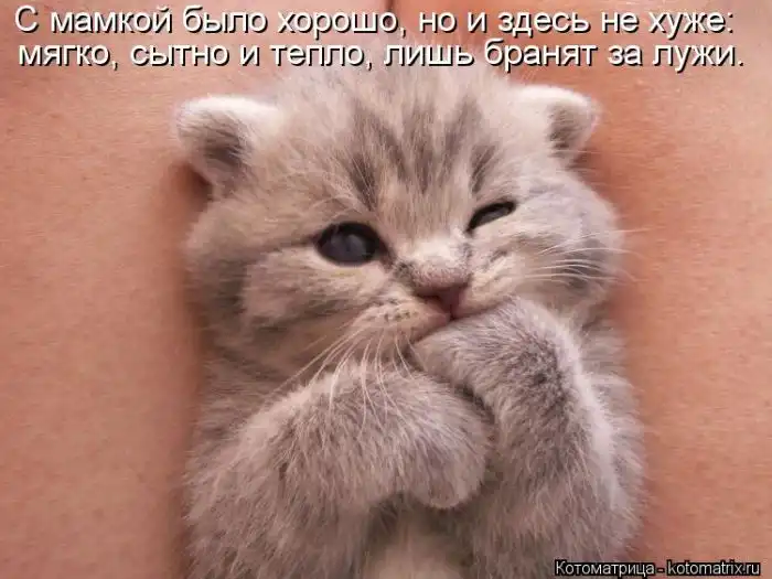 Лучшие котоматрицы недели Лучшие котоматрицы недели