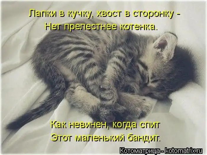 Лучшие котоматрицы недели Лучшие котоматрицы недели