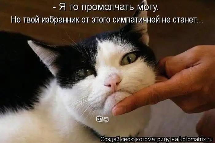 Лучшие котоматрицы недели Лучшие котоматрицы недели