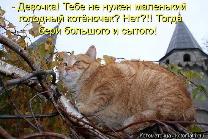 Лучшие котоматрицы недели Лучшие котоматрицы недели