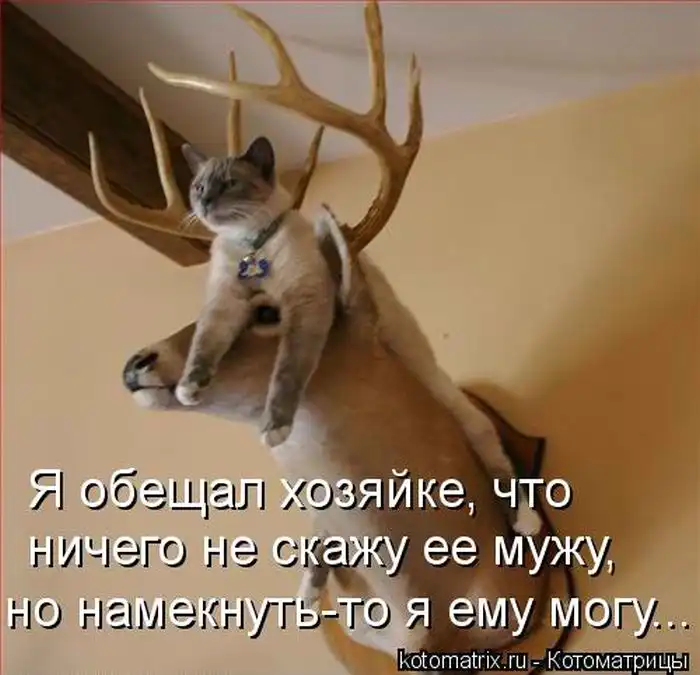 Лучшие котоматрицы недели Лучшие котоматрицы недели