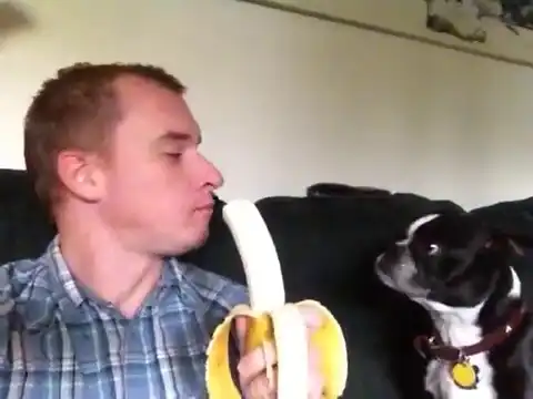 Когда французский бульдог очень любит бананы