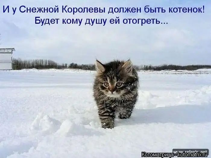 Лучшие котоматрицы недели Лучшие котоматрицы недели