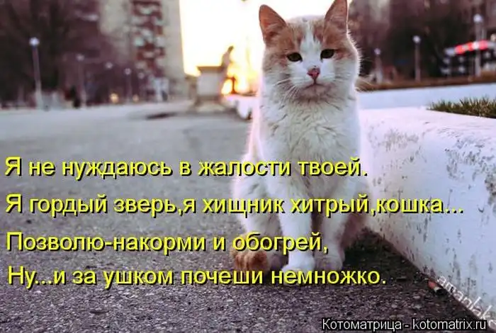 Лучшие котоматрицы недели Лучшие котоматрицы недели