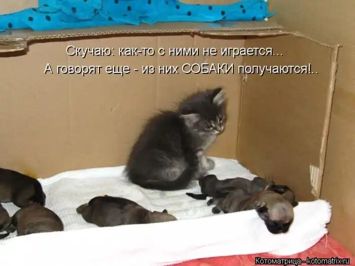 Лучшие котоматрицы недели Лучшие котоматрицы недели