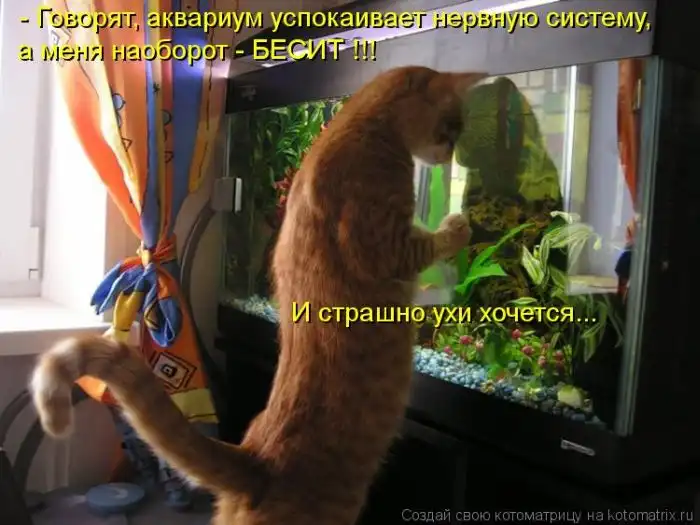Лучшие котоматрицы недели Лучшие котоматрицы недели
