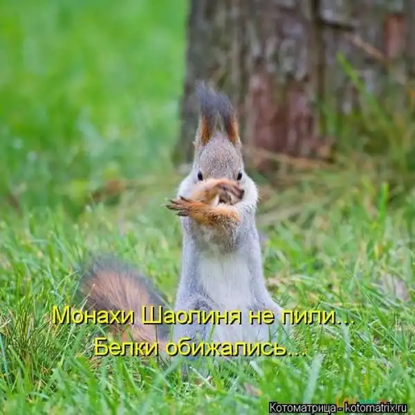 Лучшие котоматрицы недели Лучшие котоматрицы недели