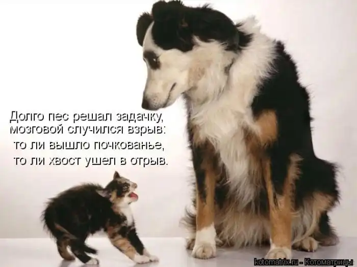 Лучшие котоматрицы недели Лучшие котоматрицы недели