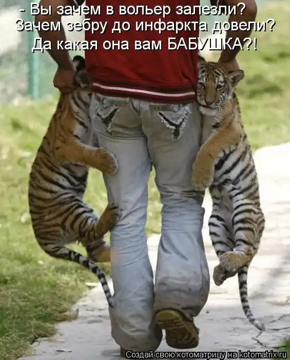 Лучшие котоматрицы недели Лучшие котоматрицы недели