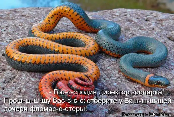Лучшие котоматрицы недели Лучшие котоматрицы недели