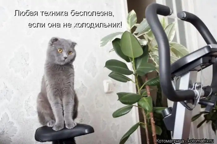 Лучшие котоматрицы недели Лучшие котоматрицы недели