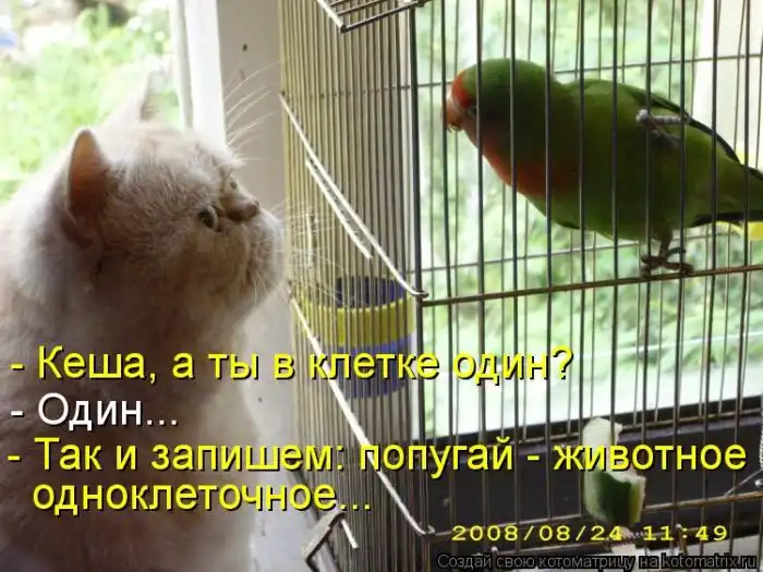 Лучшие котоматрицы недели Лучшие котоматрицы недели