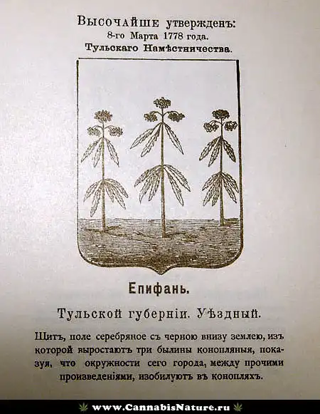 Каннабис сатива - растение с большими возможностями Каннабис сатива - растение с большими возможностями