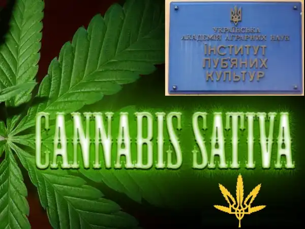 Каннабис сатива - растение с большими возможностями