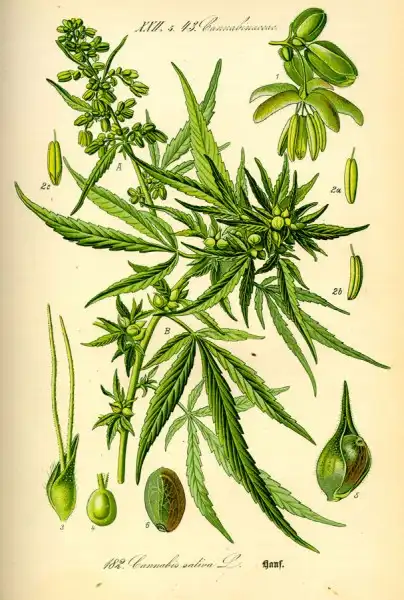 Каннабис сатива - растение с большими возможностями