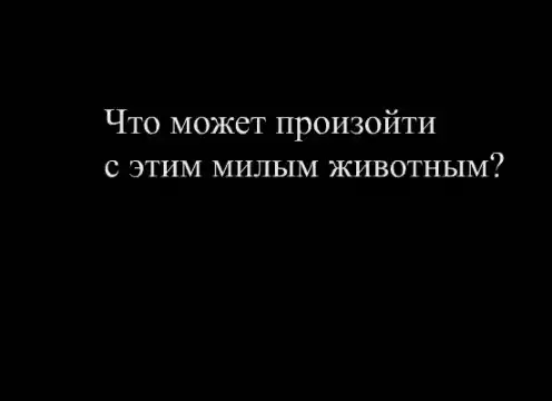 Кровожадный милый хомячок Кровожадный милый хомячок