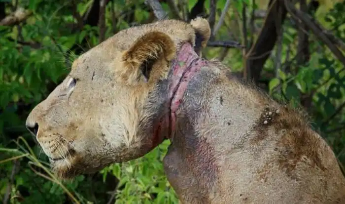 Несчастный лев, который 3 года мучался с капканом на шее