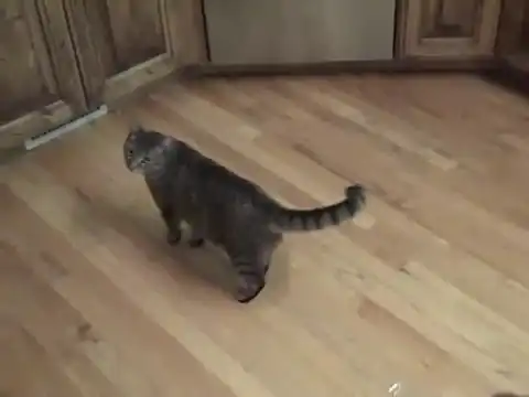 Перепуганный кот набирает скорость света