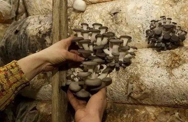 грибочки растущие в складе ядерных ракет